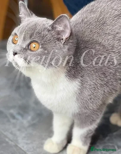British Shorthair cats GCCF registered retired very friendly Queen  - Advert 20