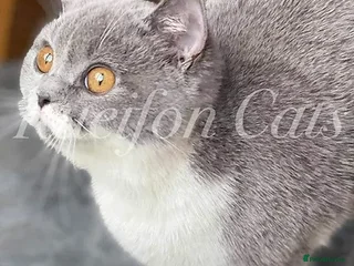 British Shorthair cats GCCF registered retired very friendly Queen - Advert 12