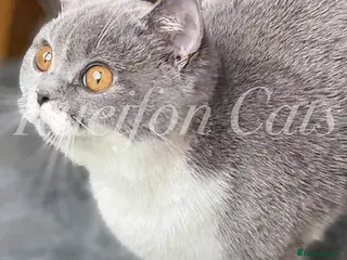 British Shorthair cats GCCF registered retired very friendly Queen - Advert 14