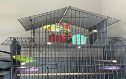Budgerigars birds for sale: Budgerigars - Image 3