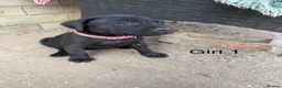 Staffordshire Bull Terrier dogs for sale: 9 Staff puppies - Advert 3