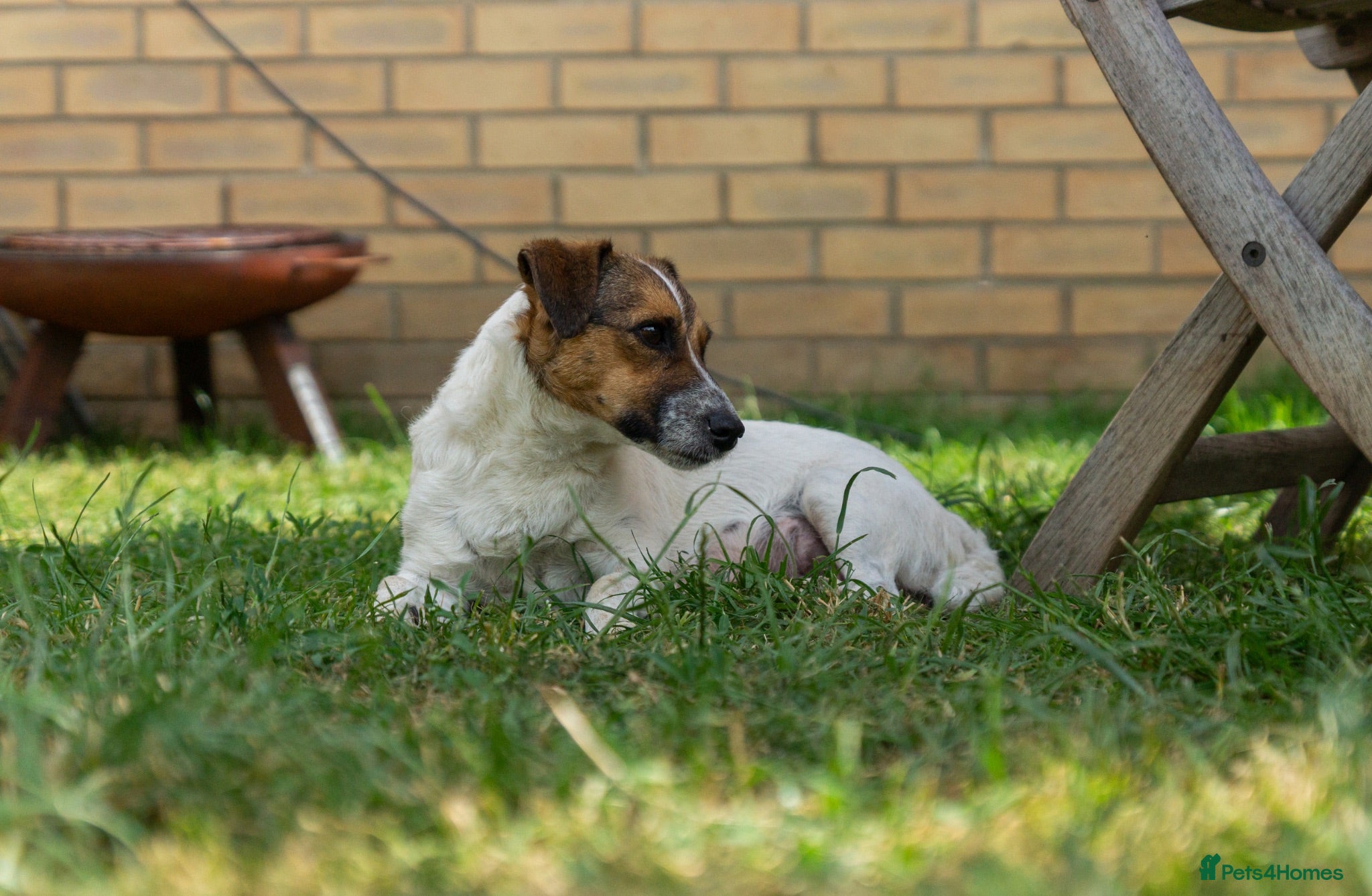 Jack Russell dogs Jack Russel puppies - Advert 14