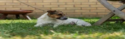 Jack Russell dogs for sale: Jack Russel puppies in Hull - Advert 1