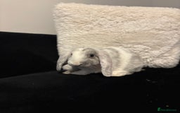 English Lop rabbits for sale: 2x rabbits - Image 8