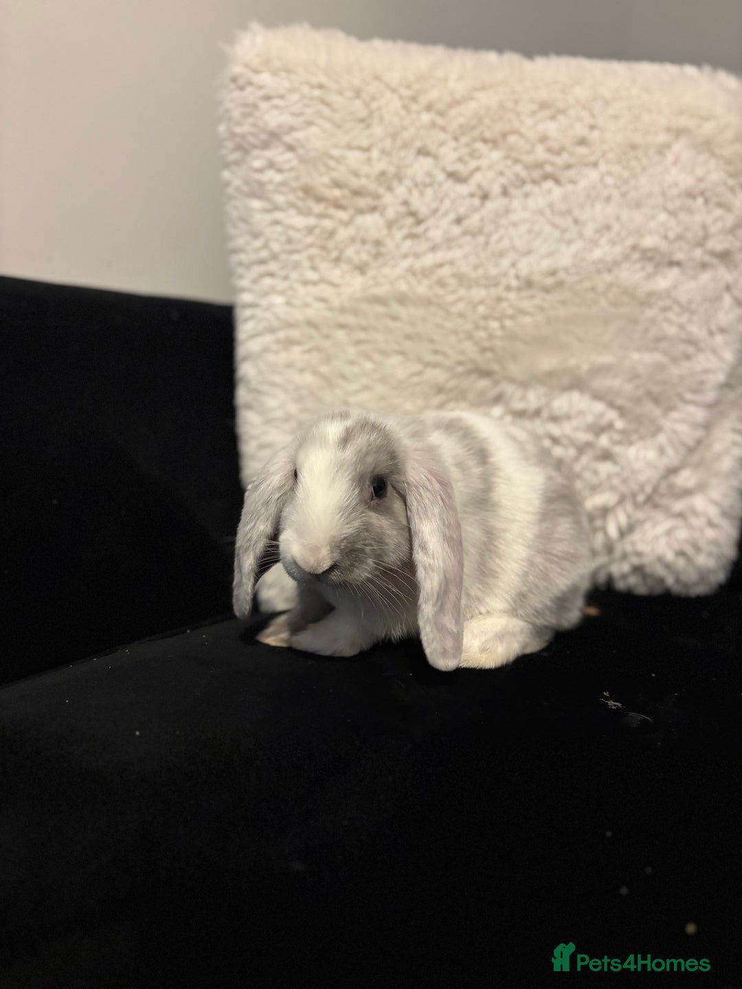 English Lop rabbits for sale: 2x rabbits - Image 8