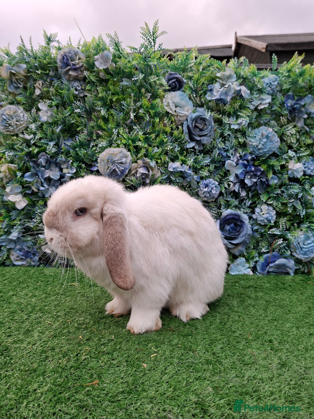 Mini Lop rabbits for sale: Lilac frost point mini lop buck  - Advert 3