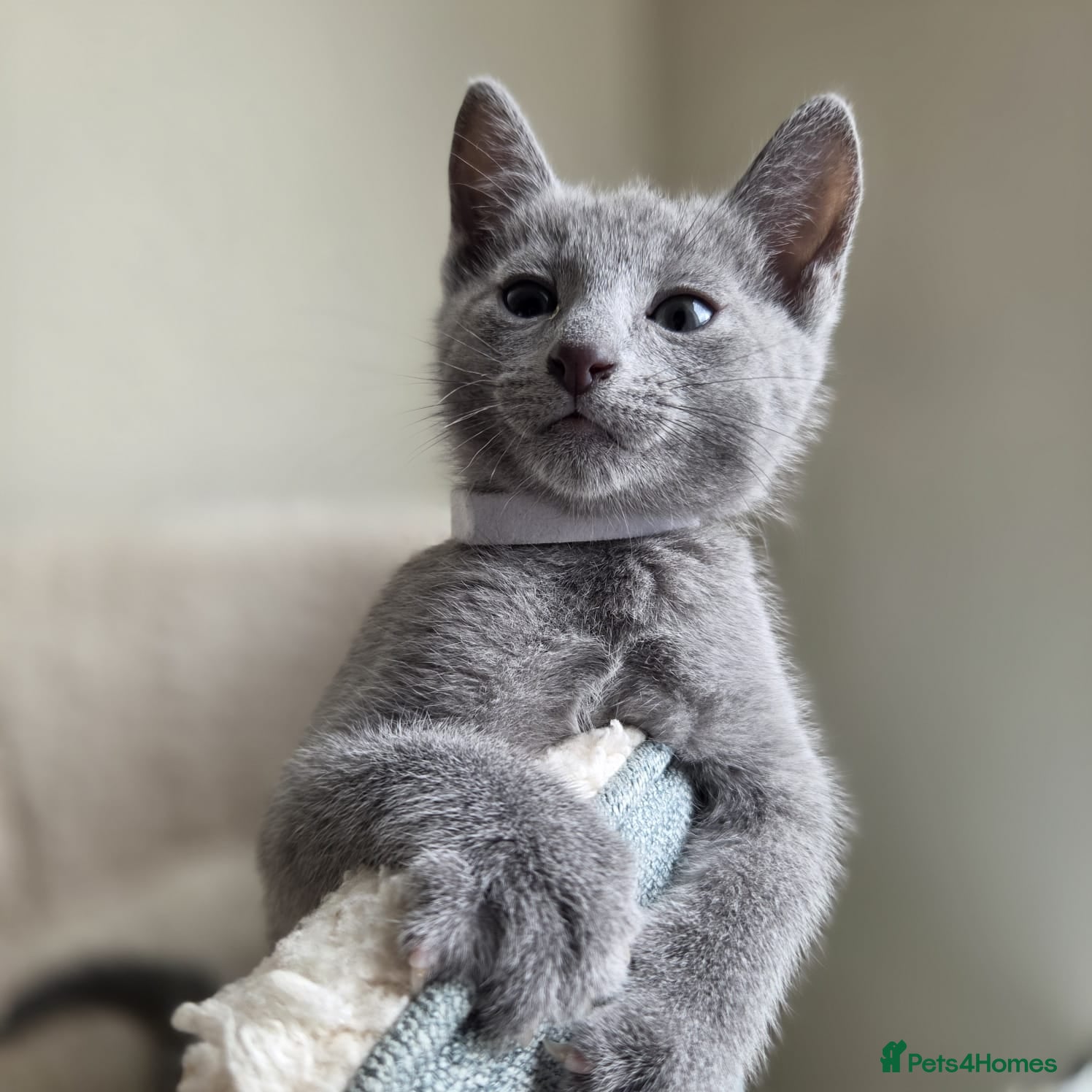 Russian Blue cats Two ⚜️Russian Blue Kittens – TICA Registered⚜️ - Advert 2