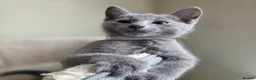 Russian Blue cats for sale: Two ⚜️Russian Blue Kittens – TICA Registered⚜️ - Advert 2