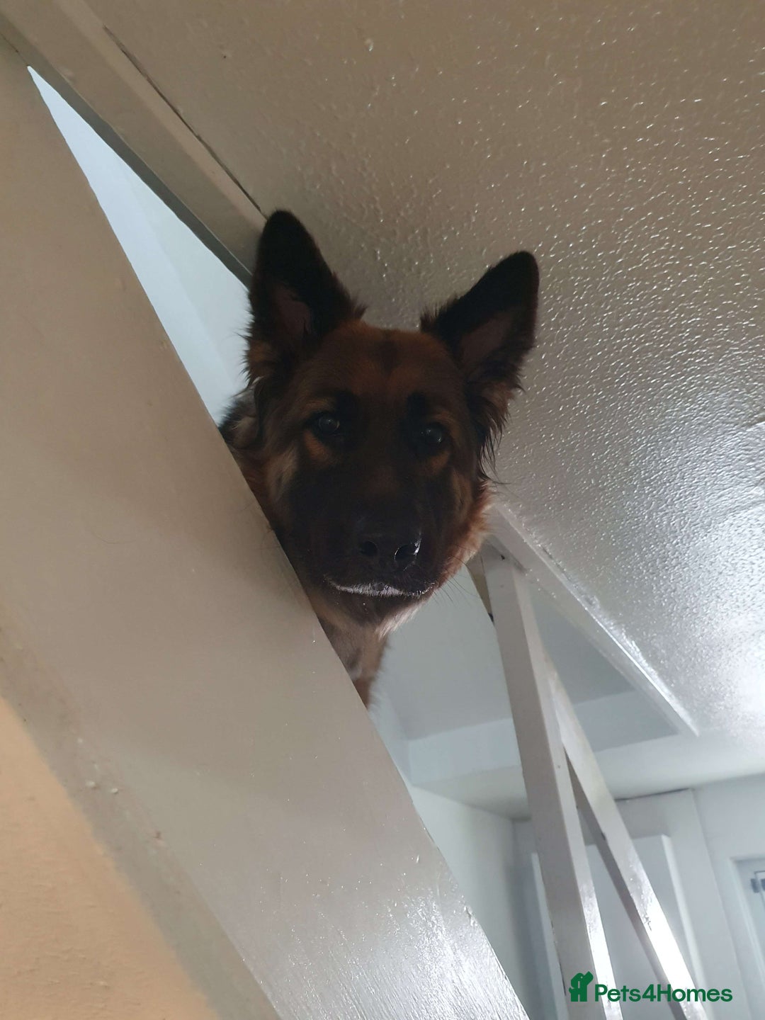 German Shepherd dogs for sale: Astra - Advert 6