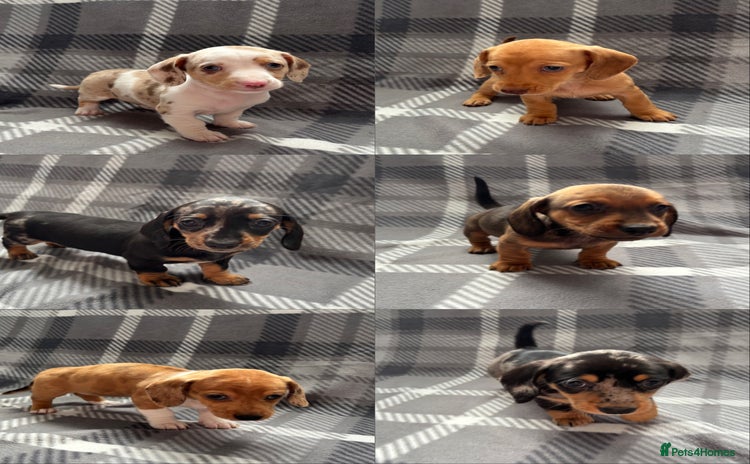 Dachshund dogs - Advert 1