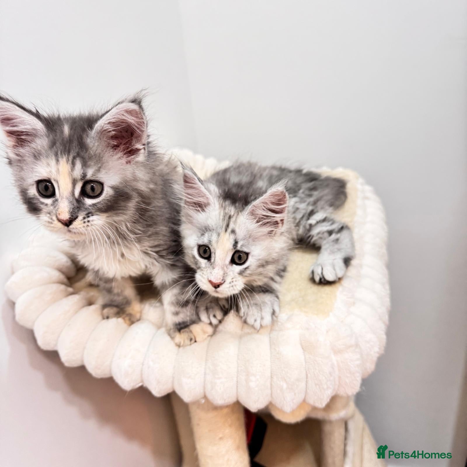 Maine Coon cats Pure breed XXL Maine Coon kittens  - Advert 2