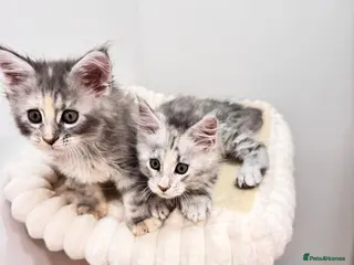 Maine Coon cats Pure breed XXL Maine Coon kittens - Advert 2
