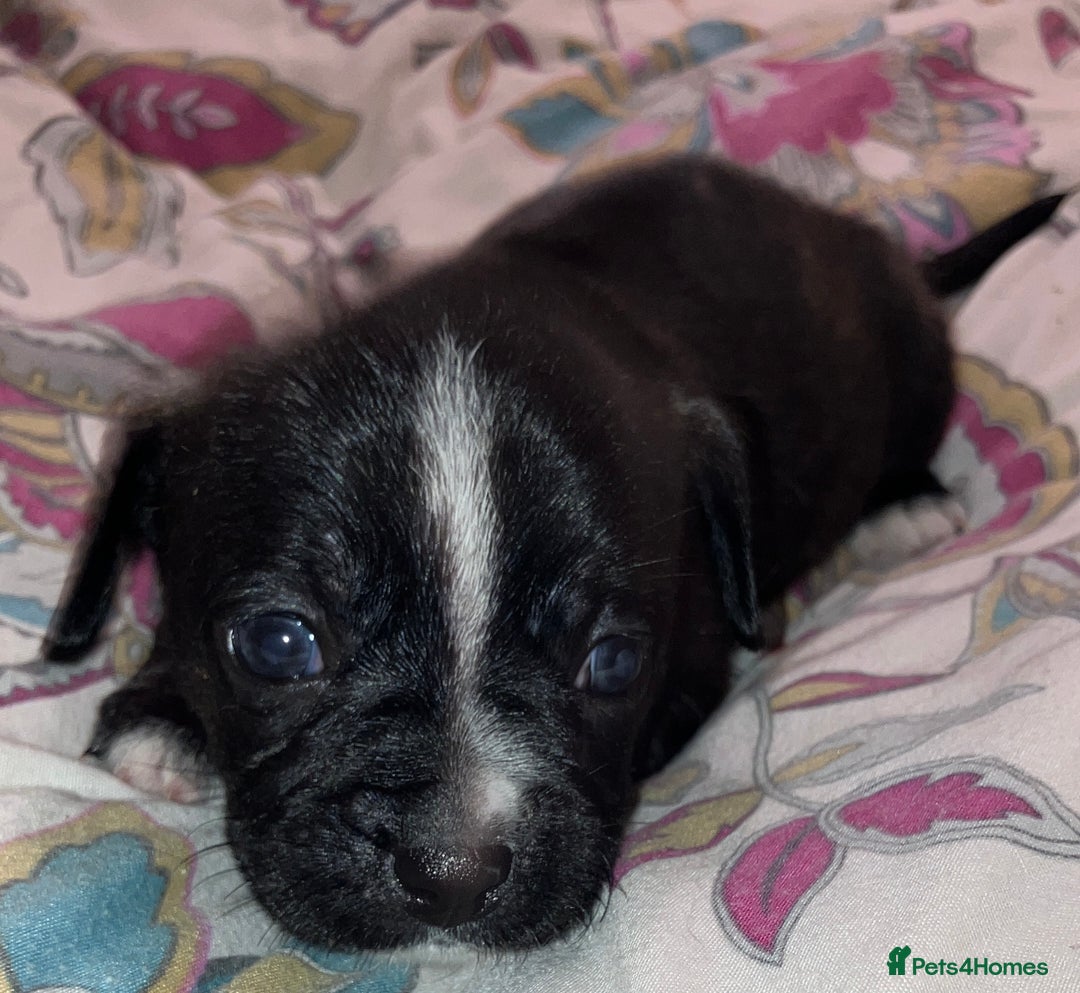 Mixed Breed dogs for sale: Beautiful French Bulldog x Pomchi Pups - Advert 6