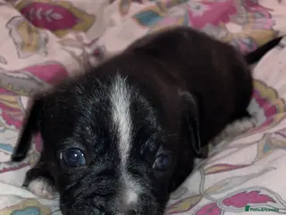 Mixed Breed dogs **Ready** French Bulldog x Pomchi Pups - Advert 5