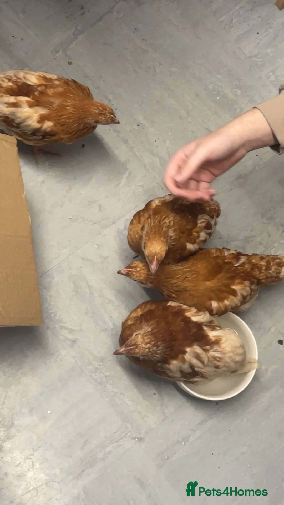 Chickens poultry for sale: 4 female chickens in King's Lynn - Advert 1