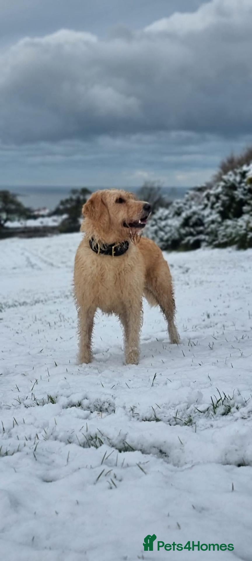 Mixed Breed dogs 4 GIRLS LEFT. Labradoodle x - Advert 2