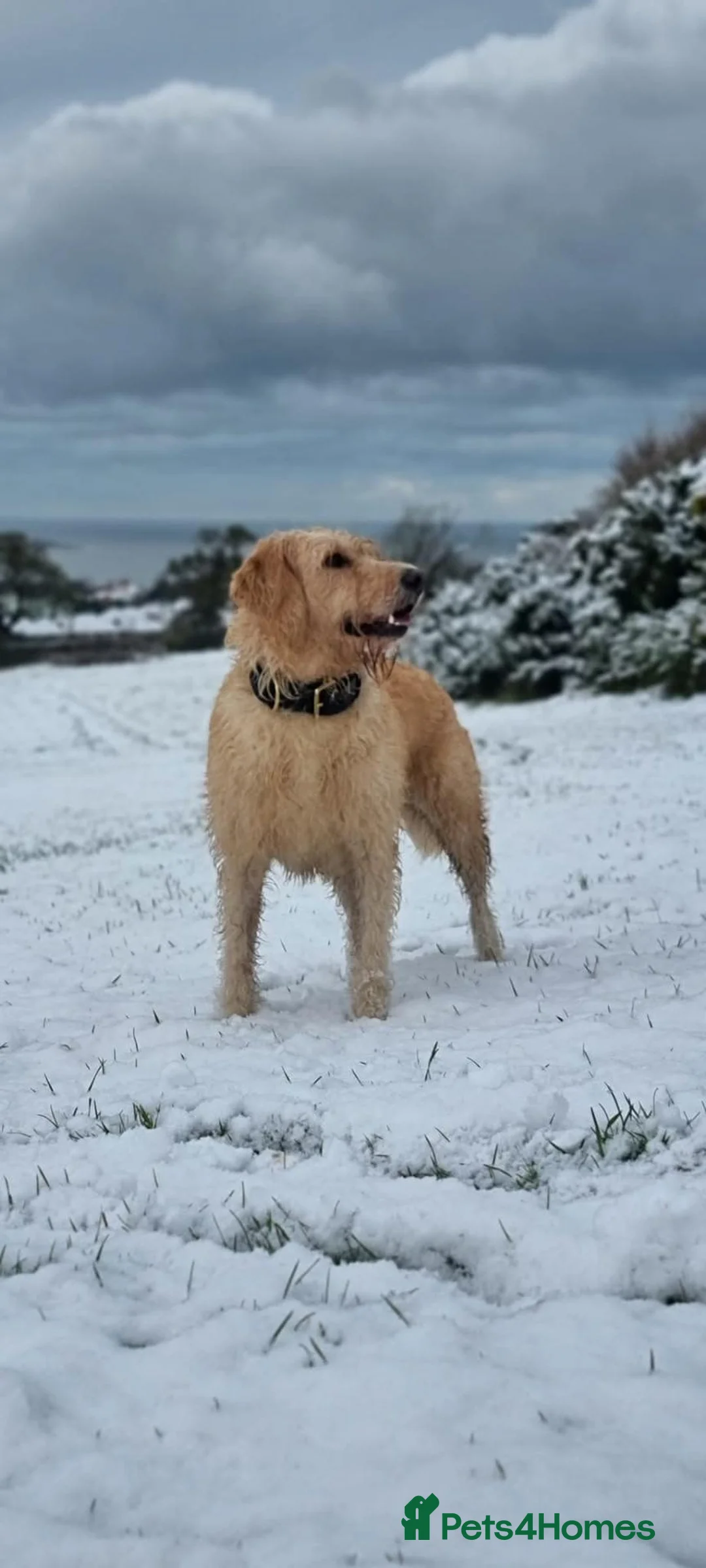 Mixed Breed dogs for sale: 4 GIRLS LEFT. Labradoodle x - Advert 2