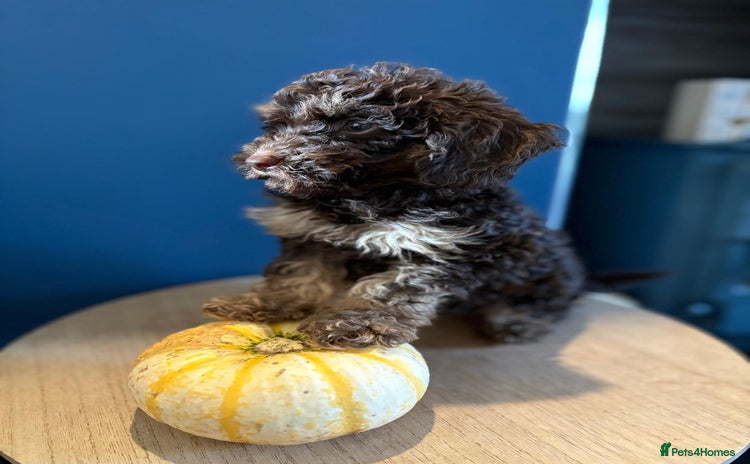 Miniature Poodle dogs Chocolate Phantom Mini Poodle -Ready Now - Advert 3