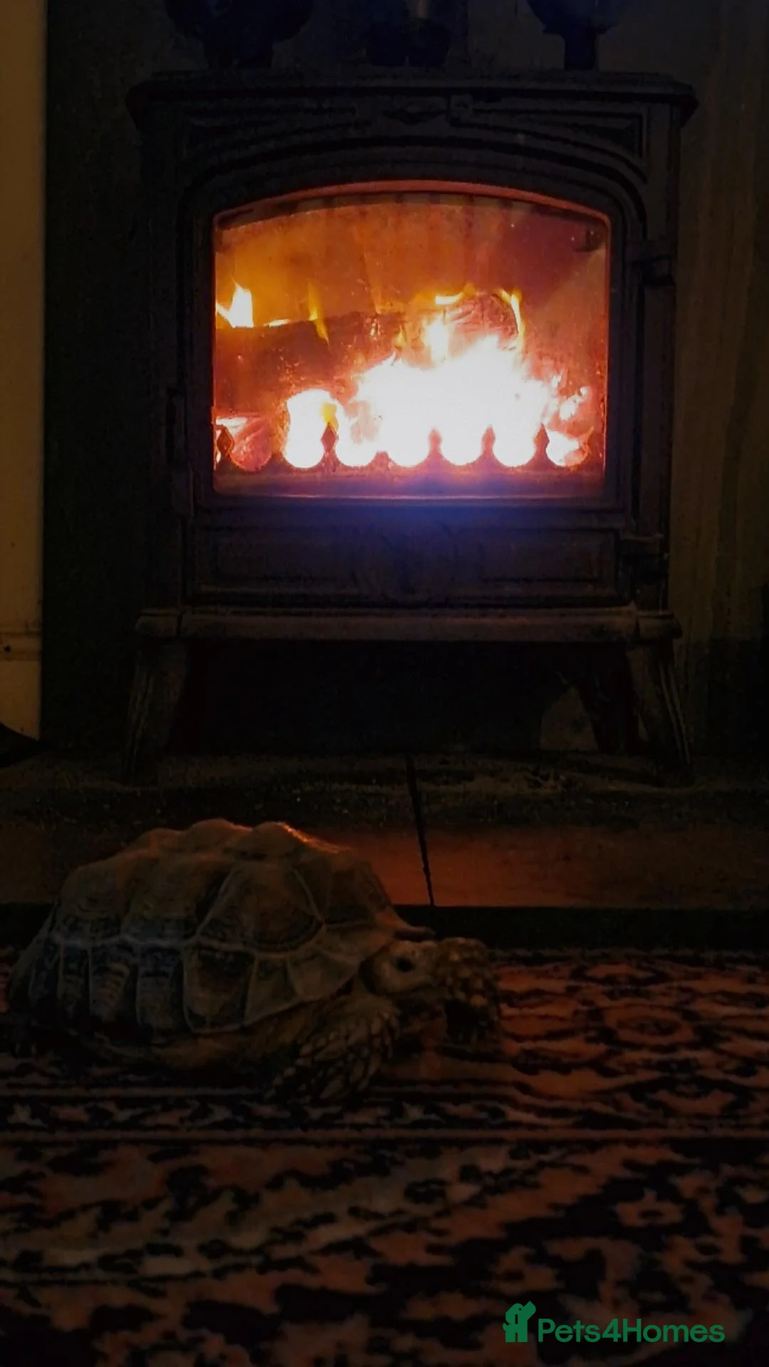 Tortoise reptiles for sale: Sulcata Tortoise 7 years old  - Advert 2