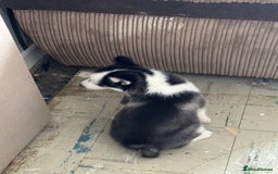 Siberian Husky dogs for sale: Adorable Husky Puppies  - Image 12