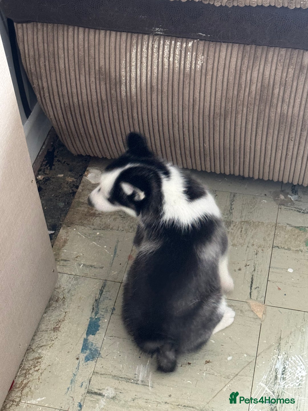 Siberian Husky dogs for sale: Adorable Husky Puppies  - Image 12