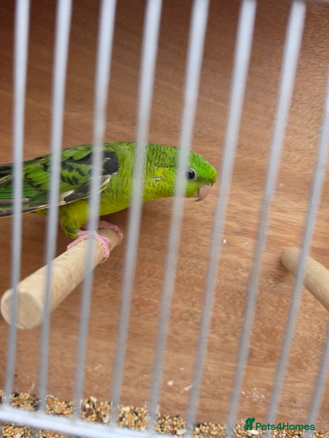 Parakeets birds for sale: Lineolated parakeet Cock for sale - Advert 2