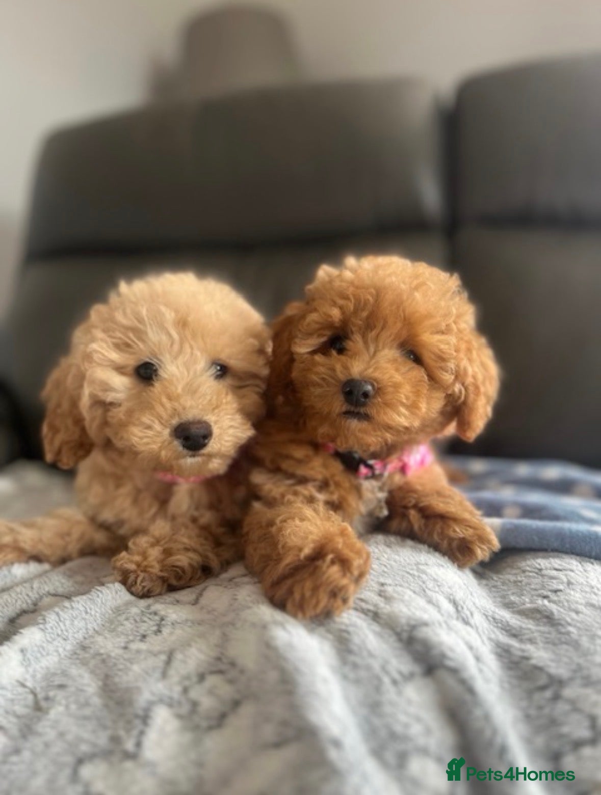 Poochon dogs Family raised Poochon puppies for sale  - Advert 5