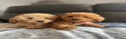Poochon dogs for sale: Family raised Poochon puppies for sale  - Advert 2