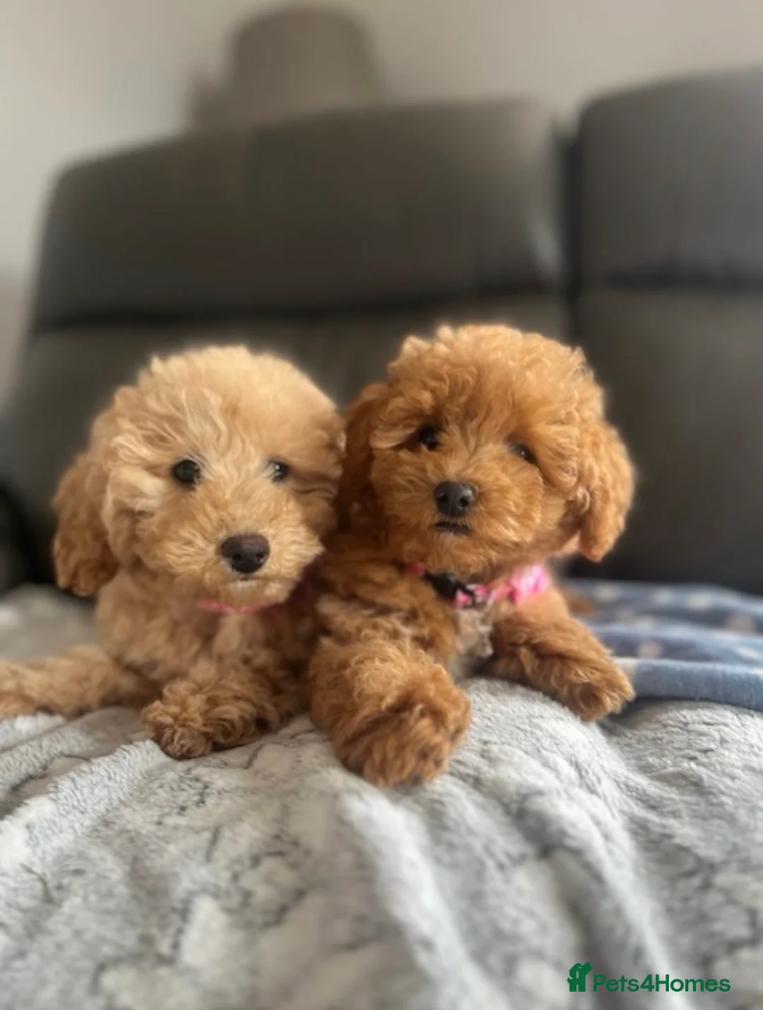 Poochon dogs for sale: Family raised Poochon puppies for sale  - Advert 2