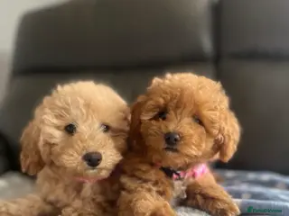 Poochon dogs Family raised Poochon puppies for sale - Advert 5