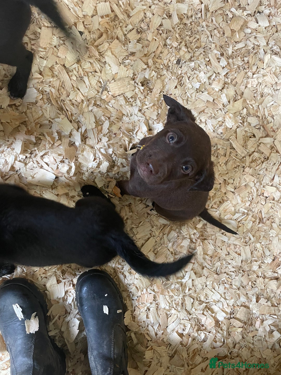 Mixed Breed dogs for sale:  8 Kelpie x labrador Puppies for sale  - Image 24