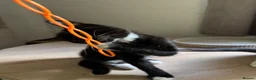 Mixed Breed cats for sale: Black and white and grey and white kitten  - Advert 1