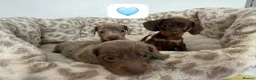 Dachshund dogs for sale: Beautiful dachshund puppies  - Advert 9
