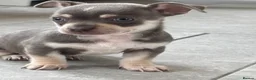 Chihuahua dogs for sale: CHIHUAHUA BEAUTIFUL READY 20TH JUNE LAST BOY - Advert 1