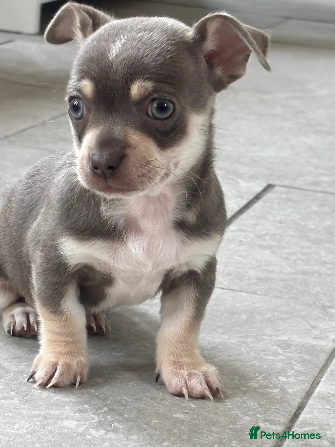 Chihuahua dogs for sale: CHIHUAHUA BEAUTIFUL READY 20TH JUNE LAST BOY - Advert 1