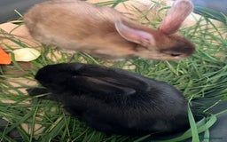 Havana rabbits for sale: Black Rabbit For Sale  - Image 2