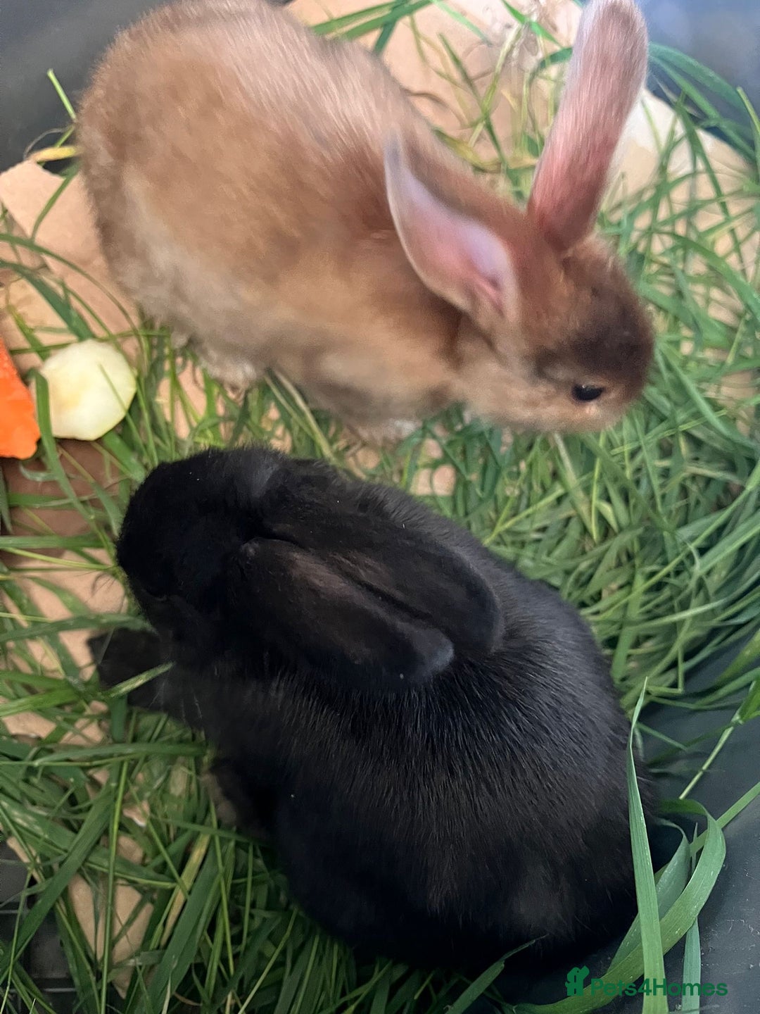 Havana rabbits for sale: Black Rabbit For Sale  - Image 2