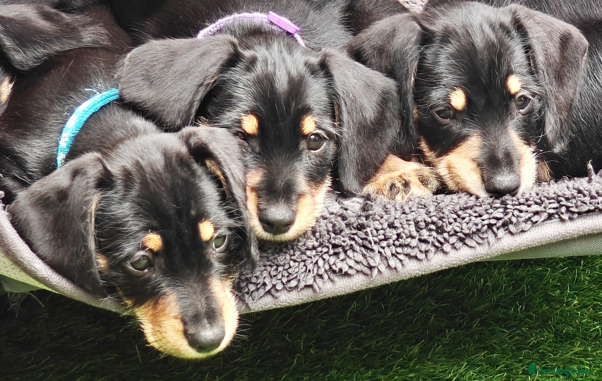 Mixed Breed dogs Daschund X Schnauzer puppies  - Advert 2