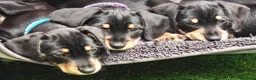 Mixed Breed dogs for sale: Daschund X Schnauzer puppies  - Advert 18
