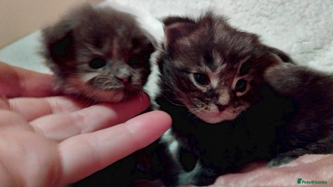 Maine Coon cats for sale: Maine Coons Kittens For Sale  - Advert 4