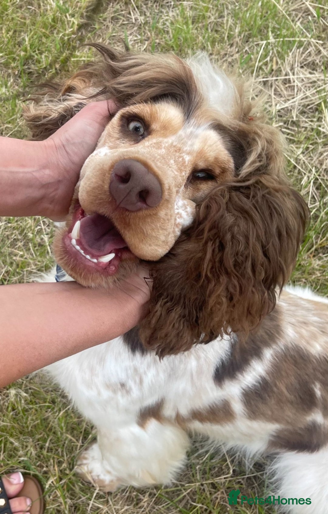 Cocker Spaniel dogs for sale: KC registered English cocker spaniels - Advert 4