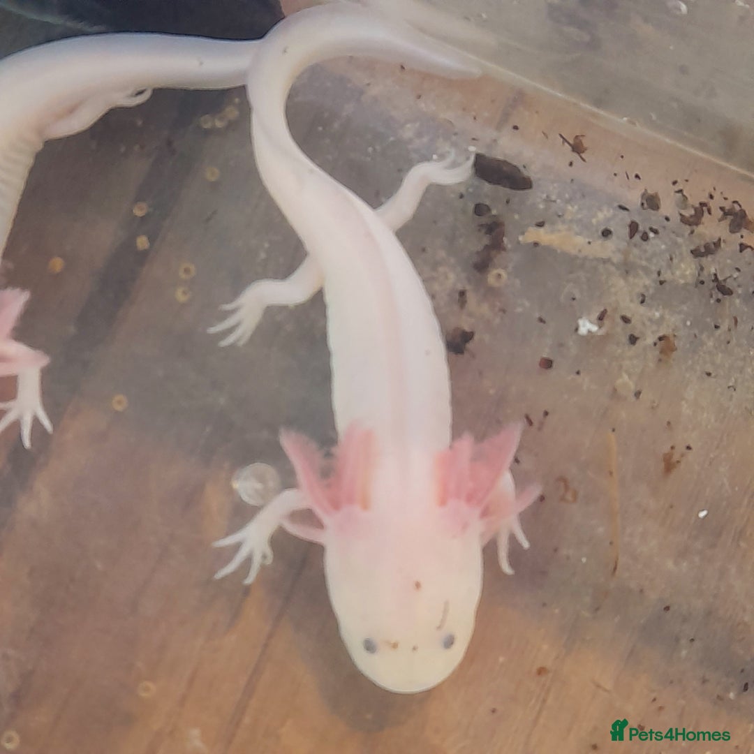 Other/Mixed Breed fish for sale: Axolotls  - Image 5