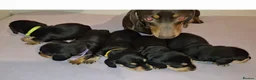 Miniature Dachshund dogs for sale: Stunning Miniature Dachshund Puppies  - Advert 2
