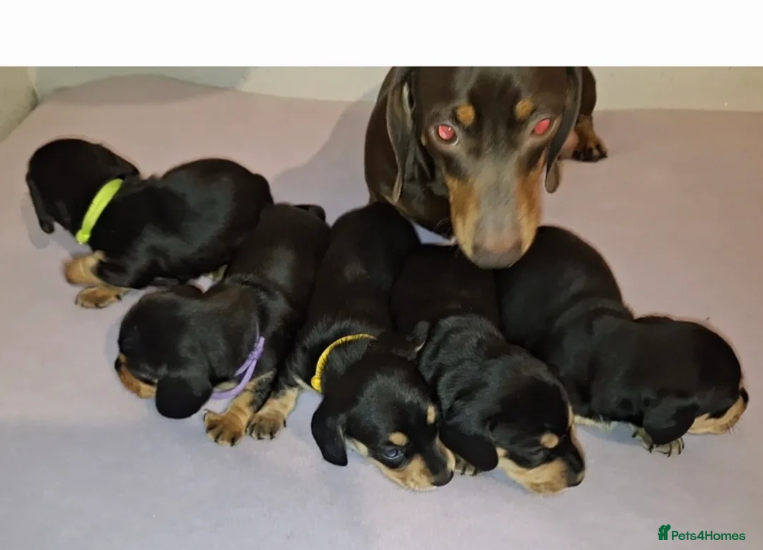 Miniature Dachshund dogs for sale: Stunning Miniature Dachshund Puppies  - Advert 2