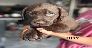 Labrador Retriever dogs - Advert 4