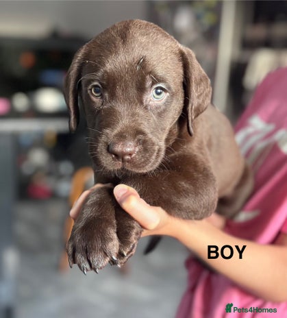 Labrador Retriever dogs - Advert 5