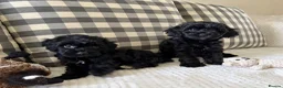 Cockapoo dogs for sale: Health tested cockapoo puppies  - Advert 24