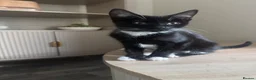 Mixed Breed cats for sale: Black and white and grey and white kitten  - Advert 3