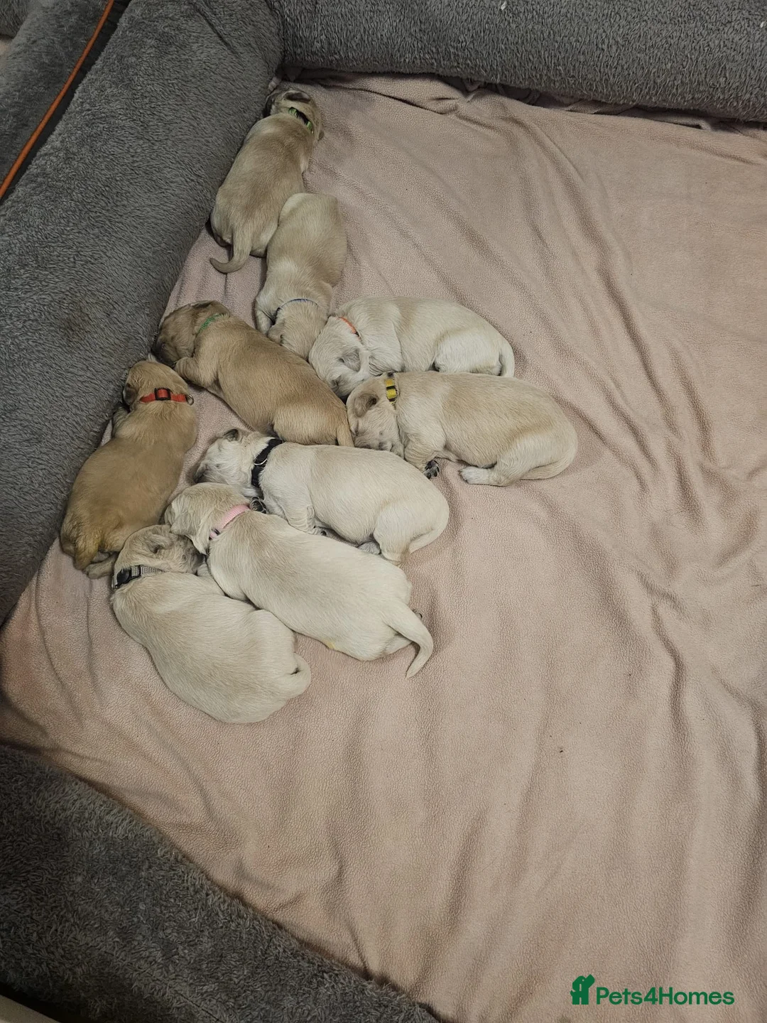 Golden Retriever dogs for sale: Lovely Golden retriever puppy ❤️ - Advert 2