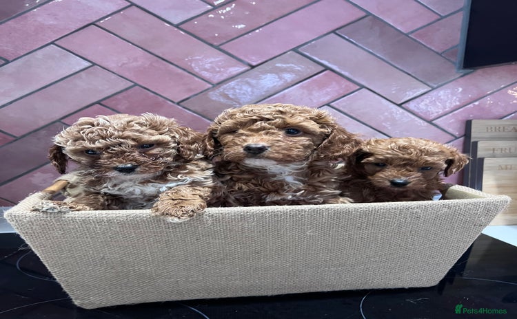 Cavapoochon dogs in Bristol - Advert 1